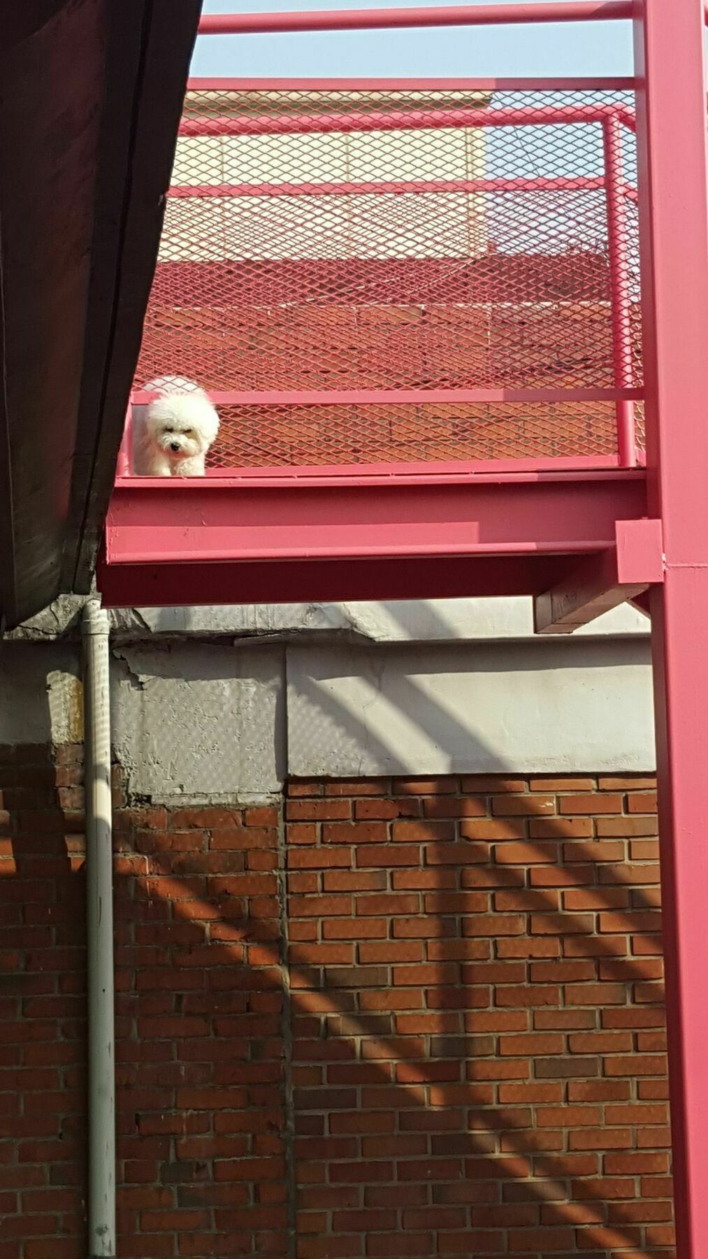 Amazon Guesthouse Seoul Exterior photo